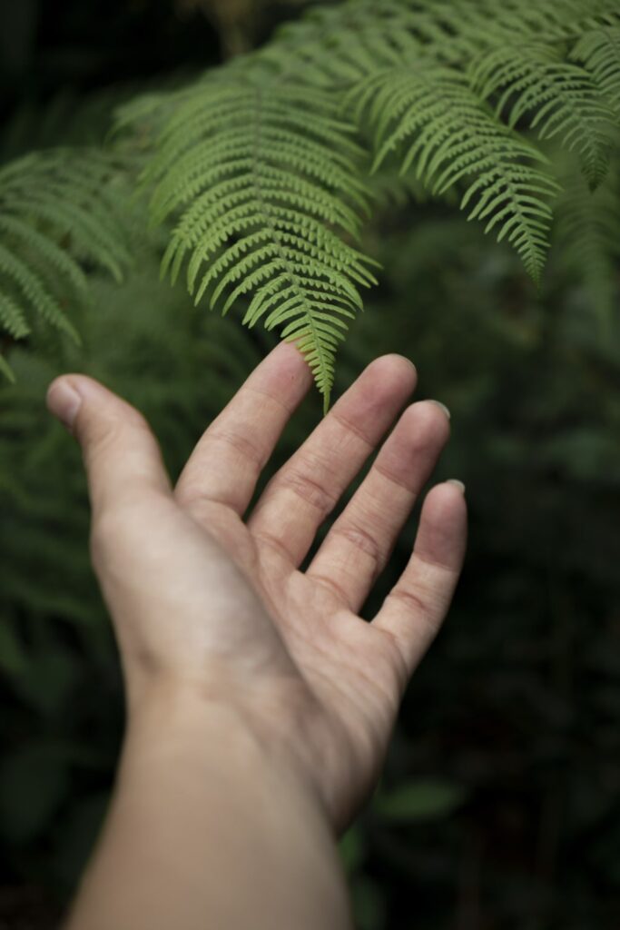 mano tocando una planta